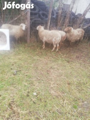 Merinói keverék anya birka eladó