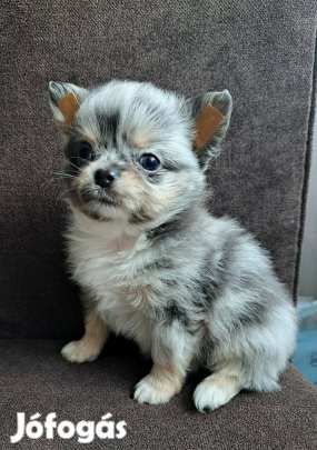 Merle csivava jellegű fiúcska!