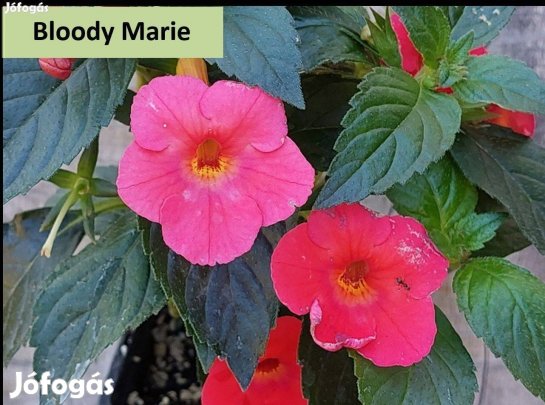 Mesevirág rizóma eladó