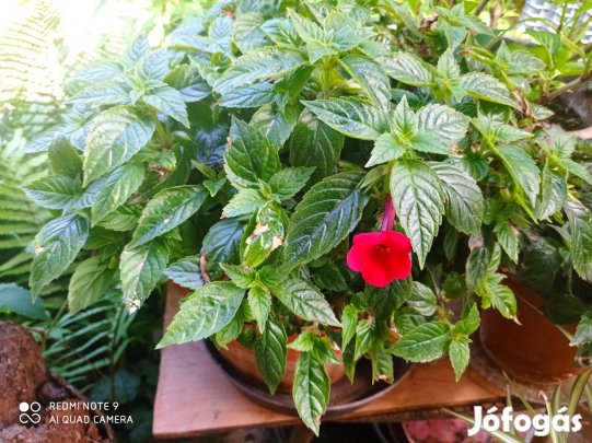 Mesevirág rizómák