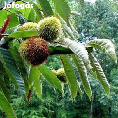 Mésztűrő szelídgesztenye növény eladó