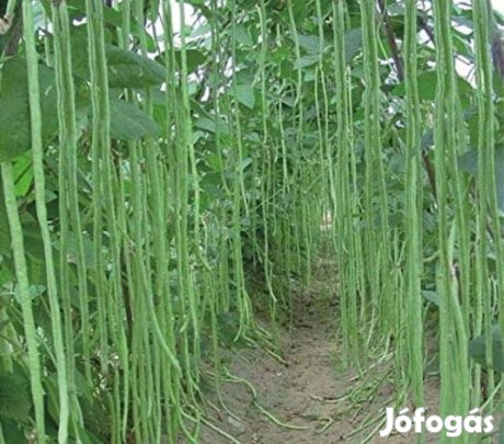 Méteres zöldba szálkamentes spagettibab