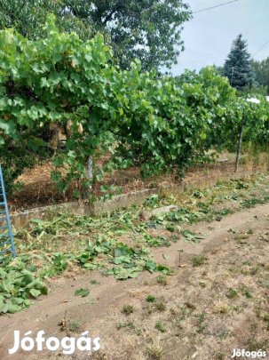 Metszés kertkarbantartás