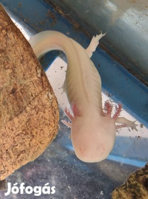 Mexikói axolotl