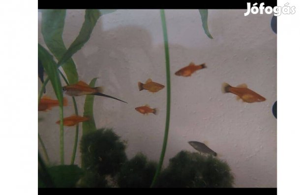 Mexikói kardfarkú hal, xifó