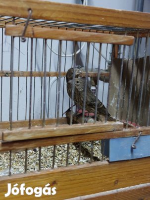 Mexikói pirók tojó