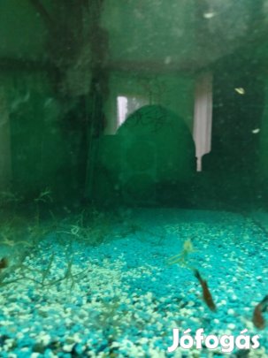 Mexikói xifo kishalak 