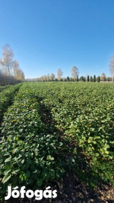 Mézgás éger , kocsánytalan tölgy csemete facsemete