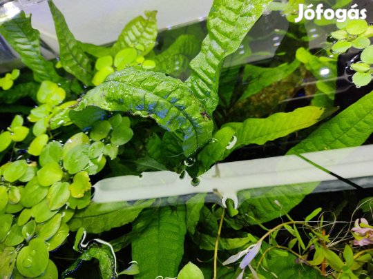 Microsorum akváriumi növény, vízinövény