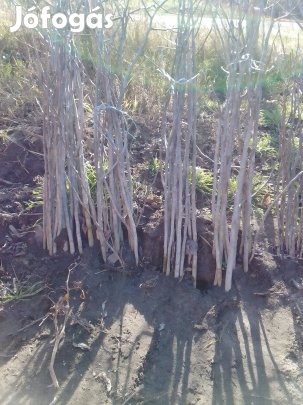 Milotai 10 diófa csemete akció!