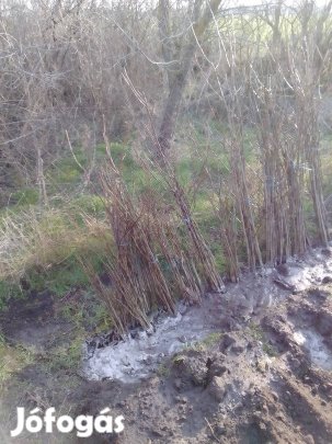 Milotai 10 diófa csemete eladó.Tavaszi akció!