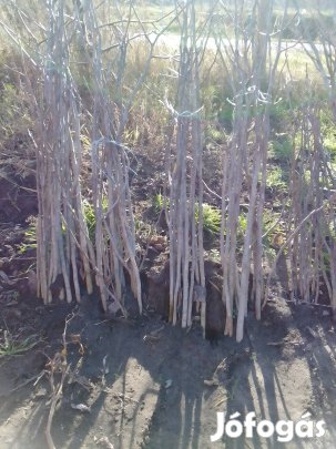 Milotai 10 diófa csemete eladó 