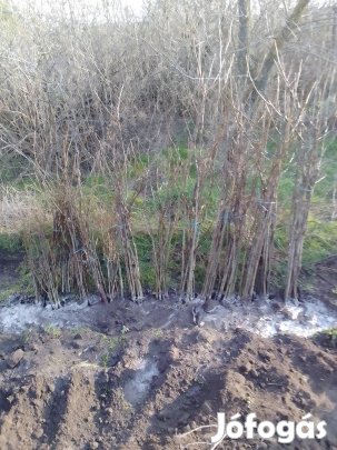 Milotai 10 diófa csemete eladó 