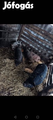 Minasota kocának való süldők