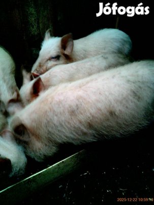 Minesotai Törpedisznó Kanok Nagykanizsán