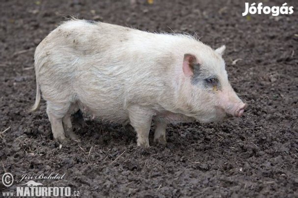 Minesotai Törpedisznó Nagykanizsán