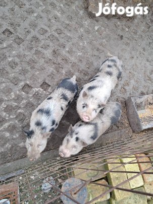 Minesotai kandisznók és egy koca máshol tanyázna