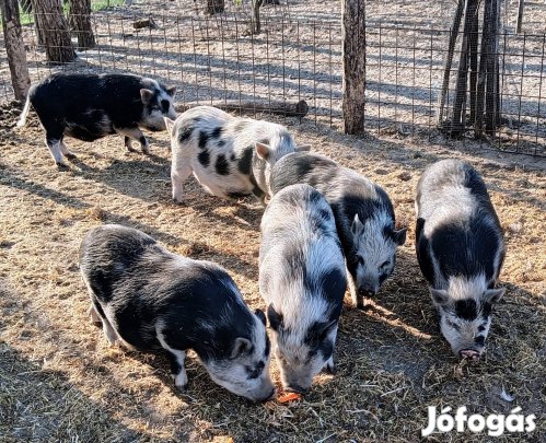 Minesotai törpe malac