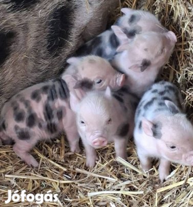 Minesotai törpe malackak