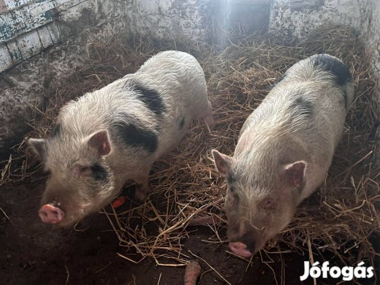 Minesotai törpemalacok eladóak