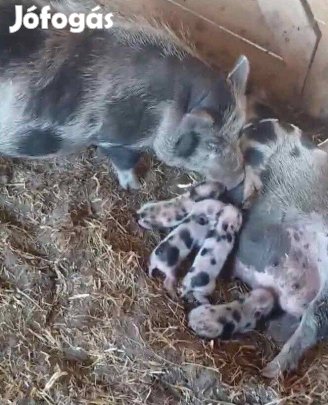 Minesottai törpemalac