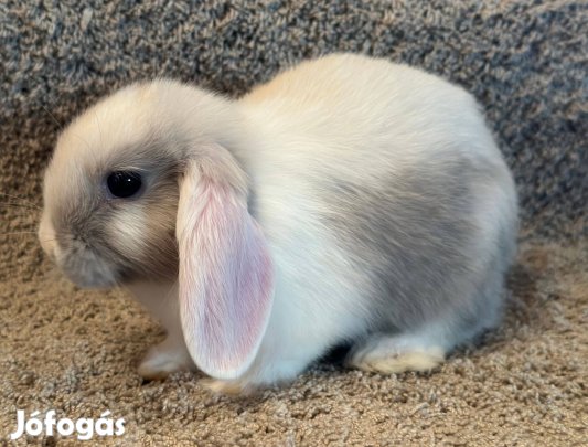 Mini És Törpe Kosorrú Kisnyuszik