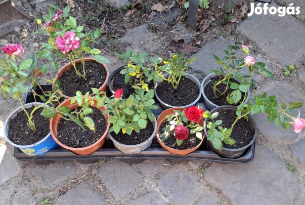 Mini Rózsa, Rosa Hybrida többféle színben