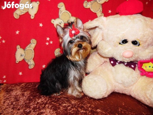 Mini Yorkshire terrier, Yorki ivartalanítva, Törzskönyvezve