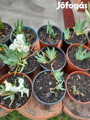 Mini évelő kerti íriszek cserépben pl sziklakertbe ill szegélynek