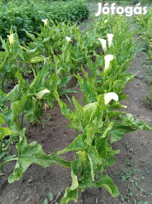 Mini kála gumó (vajszínű) eladó