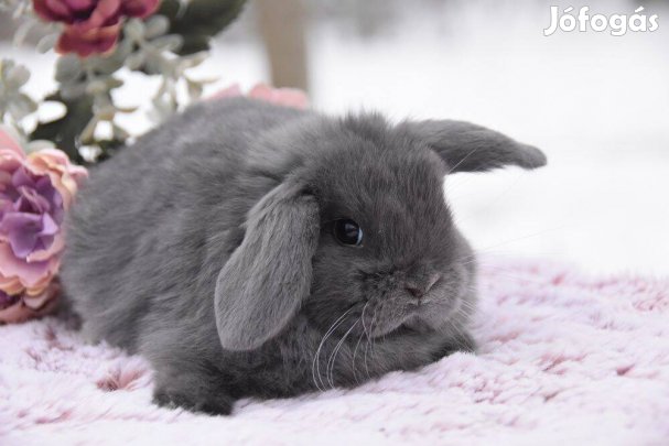 Mini kosorrú, lógófülű törpenyúl tenyészetből