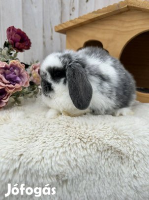 Mini kosorrú, lógófülű törpenyuszi gazdit keres