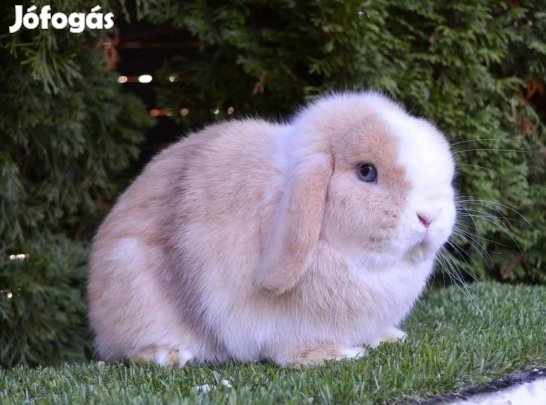 Mini kosorrú bak nyuszi