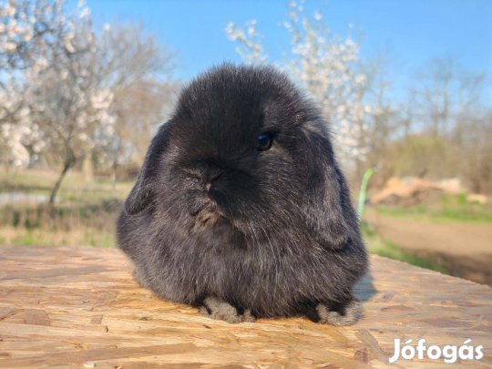 Mini kosorrú bak nyuszika, törpenyúl
