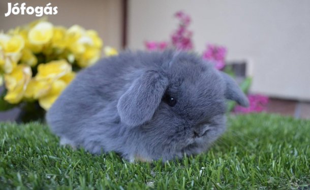 Mini kosorrú fehér jegyes kék nőstény kisnyuszi