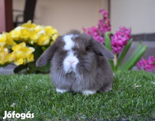 Mini kosorrú havanna split bak nyuszi