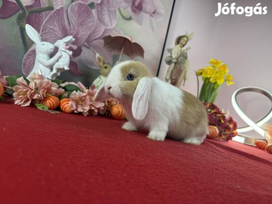 Mini kosorrú/lógófülű nyúl, nyuszi, törpenyúl