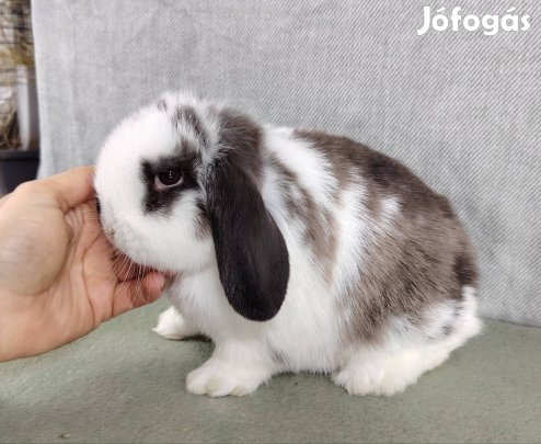 Mini kosorrú lógófülű törpe nyuszi gazdit keres tenyésztőtől 