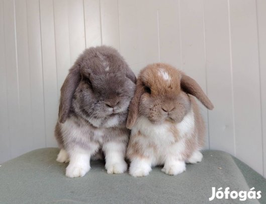 Mini kosorrú lógófülű törpenyúl tenyésztőtől 