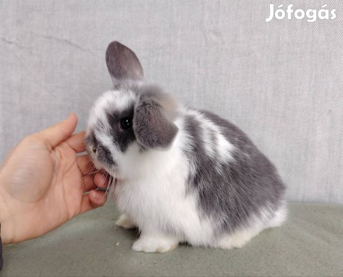 Mini kosorrú lógófülű törpenyúl tenyésztőtől 