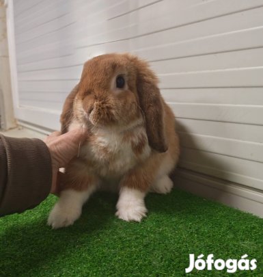 Mini kosorrú lógófülű törpenyuszi nyuszi nyúl