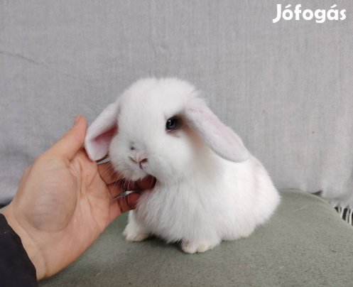 Mini kosorrú lógófülű törpenyuszi tenyésztőtől