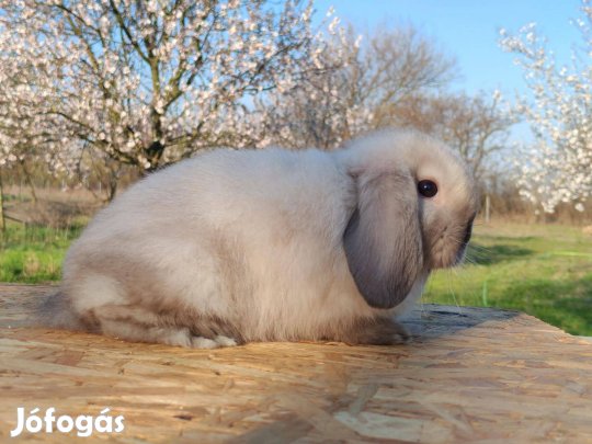 Mini kosorrú nőstény, törpenyúl