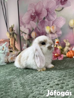 Mini kosorrú nyúl, nyuszi, törpenyúl