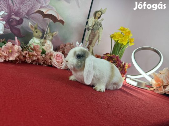 Mini kosorrú nyúl, nyuszi, törpenyúl szállítással is