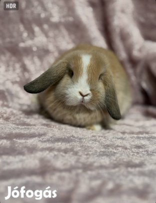 Mini kosorrú nyuszi