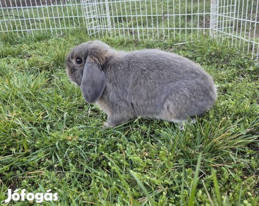 Mini kosorrú nyuszi,  lógófülű nyúl, törpenyúl 