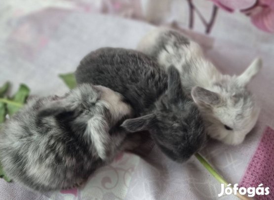 Mini kosorrú nyuszi, nyúl