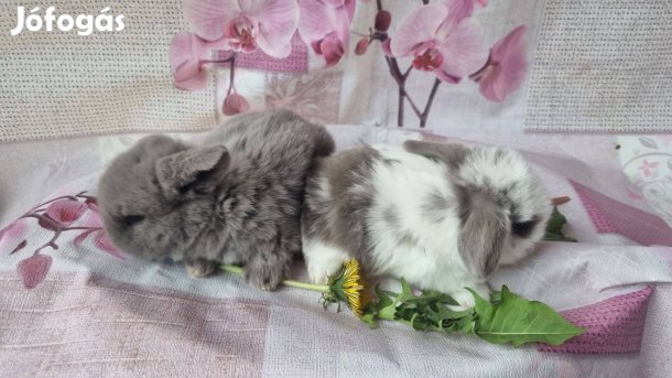 Mini kosorrú nyuszi, nyúl