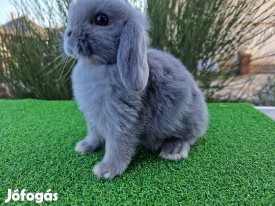 Mini kosorrú nyuszi, nyúl 